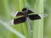 J19_9239 Neurothemis tullia male